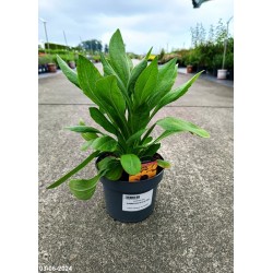 Rudbeckia hirta SUNBECKIA ALICJA PBR