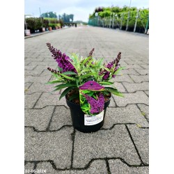 Buddleja davidii BUTTERFLY CANDY LITTLE PURPLE