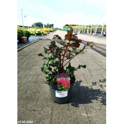 Astilbe 'Vision Vulcano'