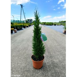 Thuja occidentalis GK01 'Great Star' PBR