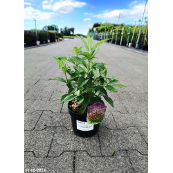 Buddleja davidii BUTTERFLY CANDY LITTLE RUBY