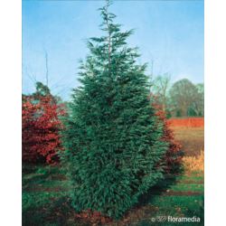 Cupressocyparis x leylandii 'Tweeduizendéén'
