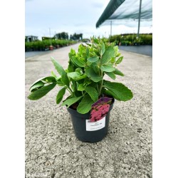Sedum 'Cloud Walker' PBR