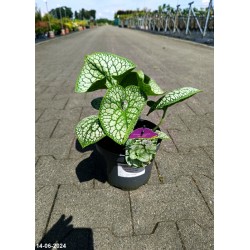 Brunnera macrophylla 'Sea Heart' PBR
