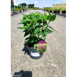 Monarda BALMY LILAC 'Balbalmac'