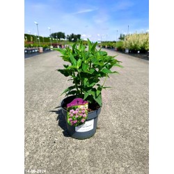 Monarda BALMY PINK 'Balbalmink'