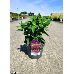 Monarda BALMY PURPLE 'Balbalmurp'