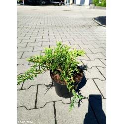 Juniperus horizontalis 'Prince of Wales'