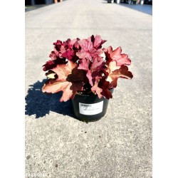 Heuchera 'Berry Smoothie' PBR