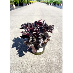 Heuchera 'Black Pearl'