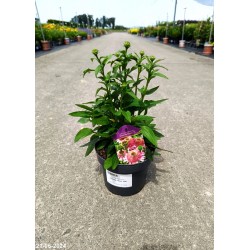Echinacea purpurea 'Butterfly Kisses' PBR