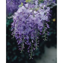 Wisteria sinensis 'Prolific'