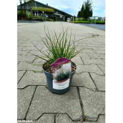 Pennisetum alopecuroides 'Little Bunny'
