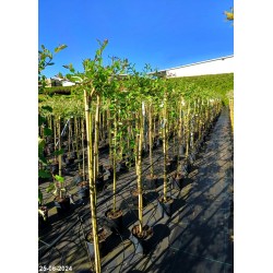 Salix caprea 'Kilmarnock' Pa