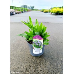 Stokesia laevis MELS BLUE 'Mels'