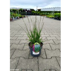 Molinia caerulea 'Moorhexe'