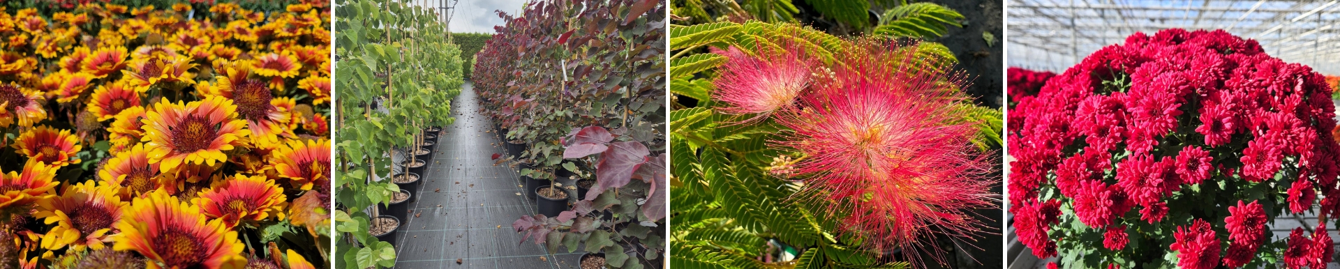 sprawdź całą ofertę